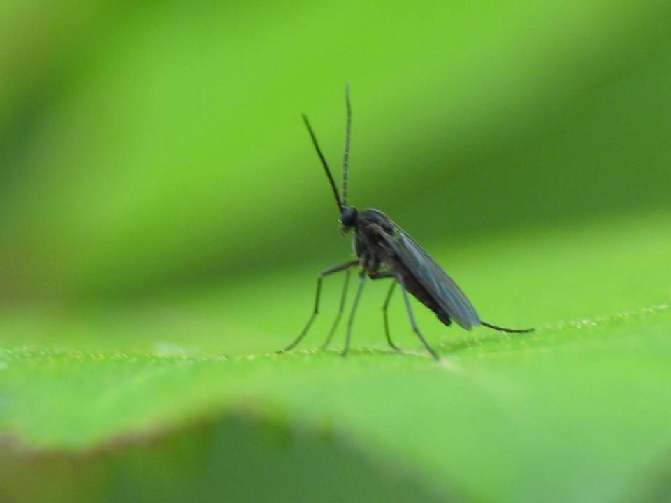 An adult fungus gnat.