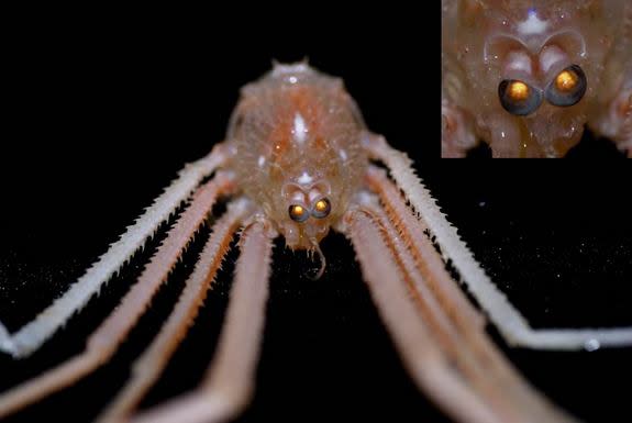 <em>Gastroptychus spinifer</em> (squat lobster) has a body that is about 1/2-inch wide and 1-inch long. Its eyes are quite large for such a small animal.