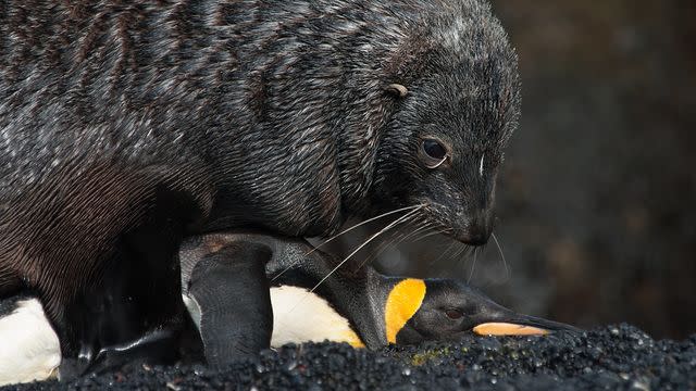 Lobos marinos acosan y violan a pingüinos