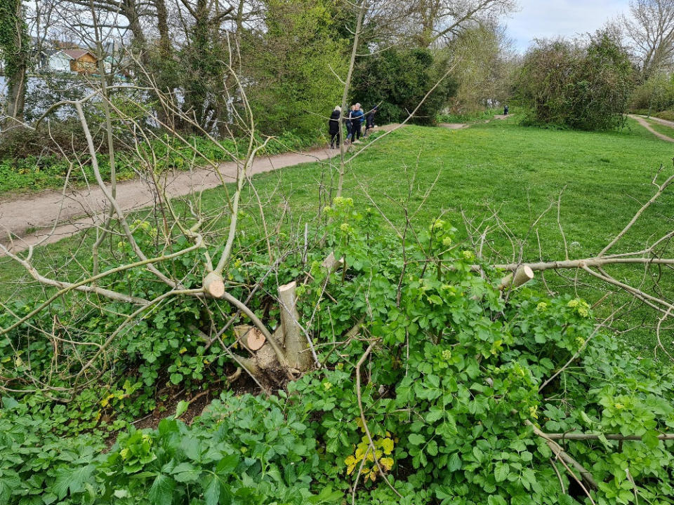 Police are investigating the spate of mystery tree fellings which have left residents in uproar. (SWNS)