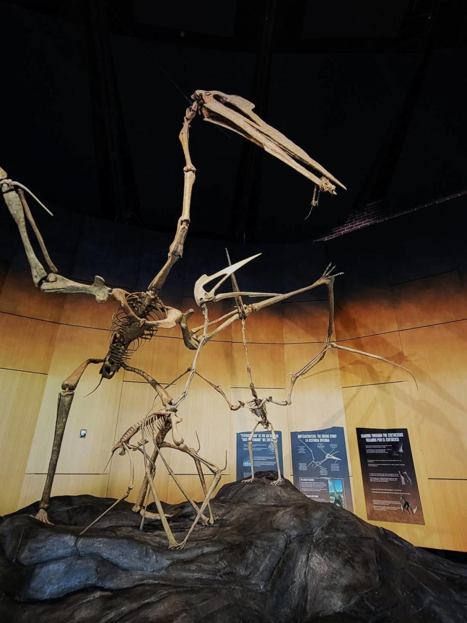 The Quetzalcoatlus, one of the largest flying animals ever, is in the Schiele Museum lobby and is a fossil cast similar to what visitors can expect in the new Hall of Dinosaurs when it is completed in 2026. It stands 18 feet tall with a 30-foot wingspan.