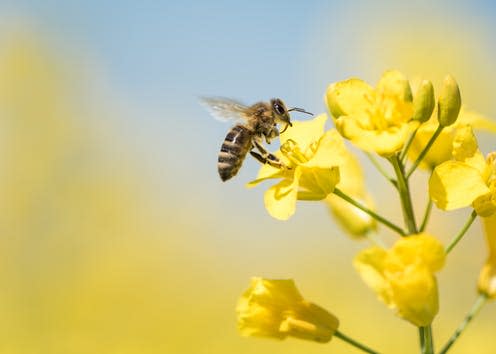   <span class="attribution"><a class="link " href="https://www.shutterstock.com/image-photo/honey-bee-collecting-pollen-on-yellow-644034640?src=nkJpkfSPFmr0-GNVE_K2BA-1-0" rel="nofollow noopener" target="_blank" data-ylk="slk:Shutterstock.;elm:context_link;itc:0;sec:content-canvas">Shutterstock.</a></span>