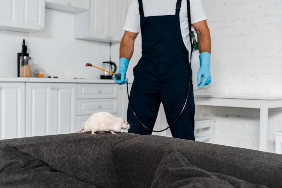 How Much Does a Rat Exterminator Cost? 