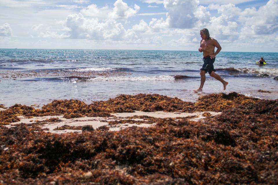 Boynton Beach resident Johnny Ortiz, 61, jogs along the Ocean Inlet Park shoreline next to piles of accumulated sargassum seaweed in Boynton Beach on August 2, 2022. "God, I wish it would go away," Ortiz said about the seaweed.