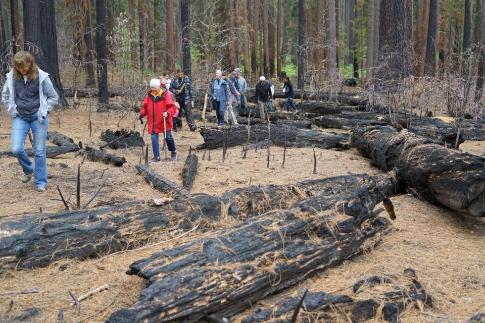 Arnold residents, the Calaveras Big Trees Assosiation, Calaveras County Supervisor Martin Huberty, leader of the Calaveras band of Mi Wuk Indians Adam Lewis and members of the parks department gathered at Calaveras Big Trees State Park Sunday, June 11, 2023, to hike to The Orphans and pray for their survival. Dominique Williams/The Modesto Bee