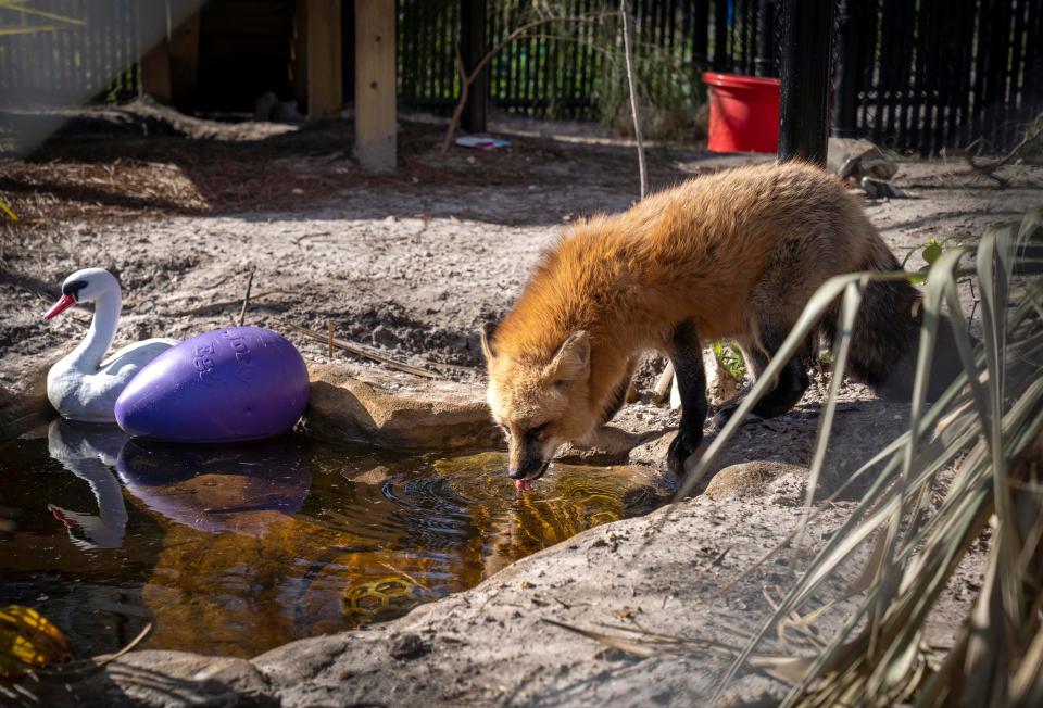 A red fox gets a drink of water in its enclouse at the new Busch Wildlife Sanctuary in Jupiter, Florida on December 19, 2023.