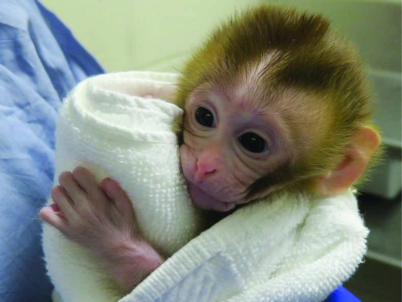 Grady es la primera bebé mono que nace de una inseminación con tejido congelado. (Universidad de Salud y Ciencia de Oregón vía AP)