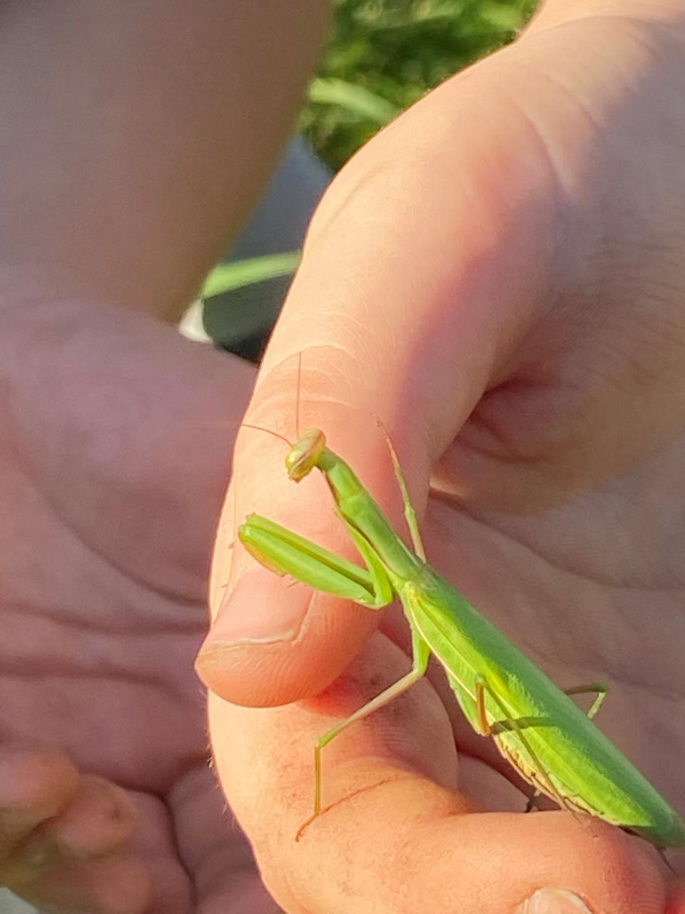 Make new friends, yes, even with a praying mantis, during Ontario County Cornell Cooperative Extension's nature series for youths.