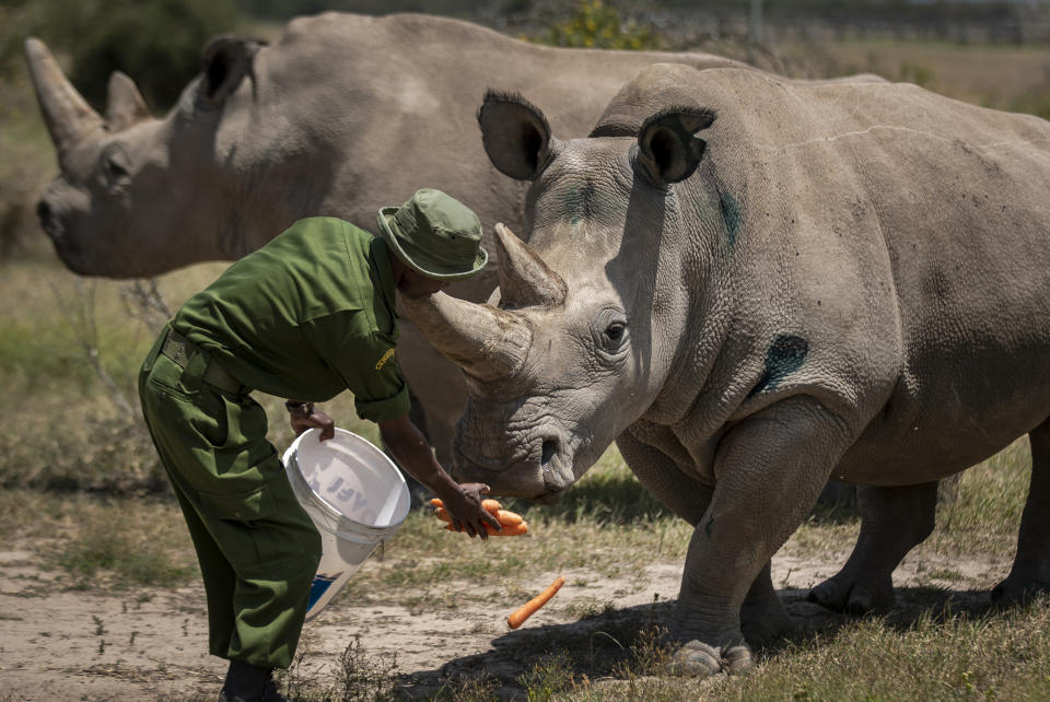 FILE - In this Friday, Aug. 23, 2019, file photo, female northern white rhinos Fatu, right, and Najin, left, the last two northern white rhinos on the planet, are fed some carrots by a ranger in their enclosure at Ol Pejeta Conservancy, in Kenya. Although scientists have long focused on the world’s predators, a massive new study finds that herbivores, critters that eat plants, are the animals most at risk of extinction. A bit more than one in four species of herbivores are considered threatened, endangered or vulnerable by the International Union for Conservation of Nature, the world’s scientific authority on extinction risk, according to a study published Wednesday, Aug. 5, 2020, in the journal Science Advances. (AP Photo/Ben Curtis, File)