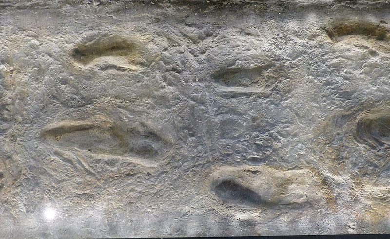 Laetoli footprints