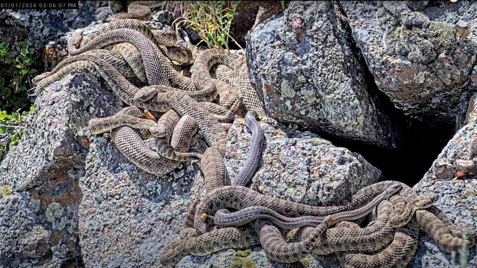 Rattlesnakes and a garter snakes are intertwined while basking in the sun at the “mega-den” in Colorado. The site is now being livestreamed by Cal Poly’s Project RattleCam.