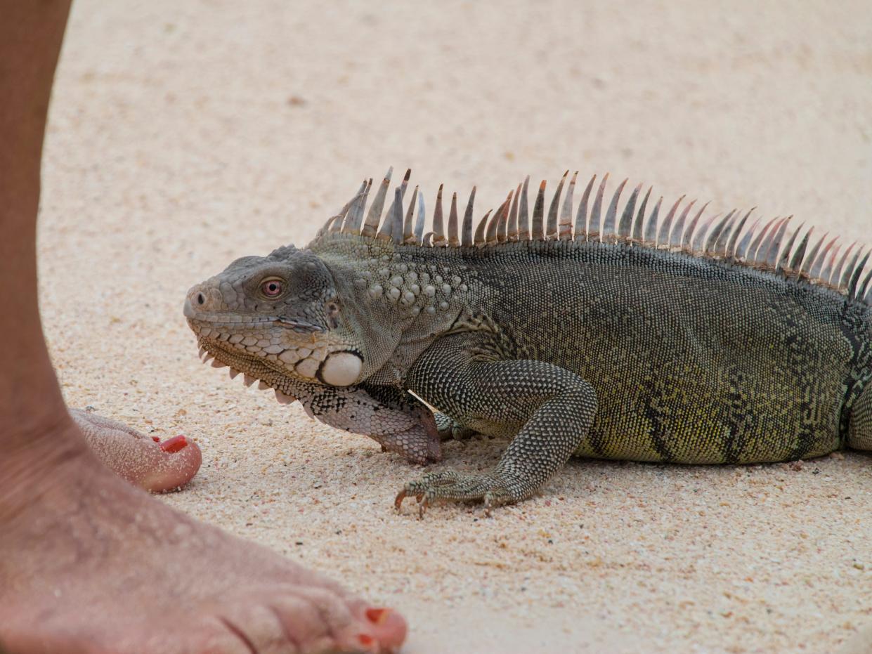 A stock photo of an iguana on a beach