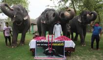 JAIPUR, INDIA - JUNE 4: A group of elephants raise their trunks in salute to the female elephant that was killed in Kerala, at Hathi Gaon on June 4, 2020 in Jaipur, India. The pregnant pachyderm died last week while standing in water after being fatally wounded by eating a firecracker laden pineapple. (Photo by Himanshu Vyas/Hindustan Times via Getty Images)