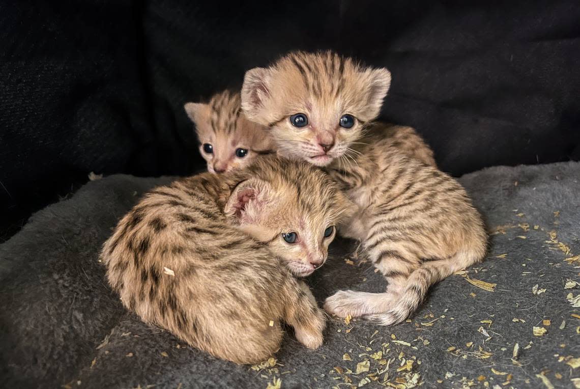 The kittens were born on May 11 to first-time mom Sahara, the zoo said.