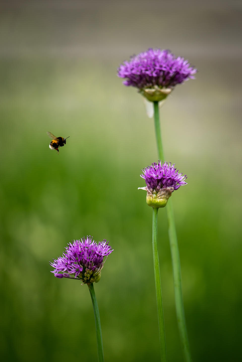 A bee taking pollen from alliums in a South London garden as the UK continues in lockdown to help curb the spread of the coronavirus.