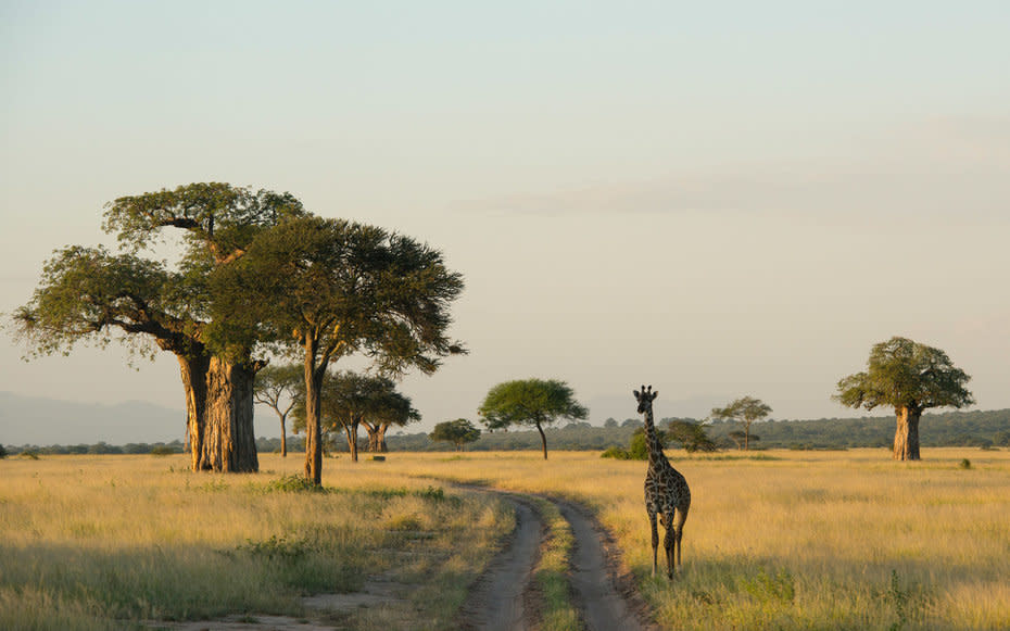 <p><strong>What to See: </strong>Though less frequented than its neighbors, Serengeti and Ngorongoro National Parks, <a rel="nofollow noopener" href="http://www.tanzaniaparks.com/tarangire.html" target="_blank" data-ylk="slk:Tarangire;elm:context_link;itc:0;sec:content-canvas" class="link ">Tarangire</a> has Tanzanias second highest concertation of wildlifenot to mention striking stands of baobab trees.</p><p><strong>Where to Stay:</strong> <a rel="nofollow noopener" href="http://www.sanctuaryretreats.com/tanzania-camps-swala" target="_blank" data-ylk="slk:Sanctuary Swala;elm:context_link;itc:0;sec:content-canvas" class="link ">Sanctuary Swala</a> combines luxury accommodations with environmentally-minded practices. Meals and daytime driving tours of the park are included, and all visitors have access to the camps beekeeping project, located in the village of Mwika, right on the parks border. Meet with the beekeepers and explore the village.</p><p><strong>What to Eat: </strong>While touring the park, East African-style meals are served in specially chosen clearings. Back at the camp, breakfast is served on a dining deck that sits on stilts around a baobab tree.</p>