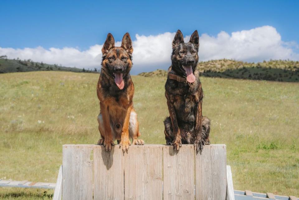 The four-step process to buying a Svalinn dog involves meeting the breeders and getting to know the dogs, visiting the ranch, selecting the perfect animal, before paying a non-refundable deposit (Svalinn/ svalinnworkingdogs/ Instagram)