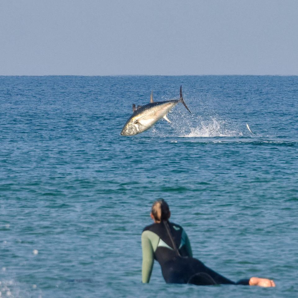 Tuna sightings have become more common around British waters -  Megan Hemsworth