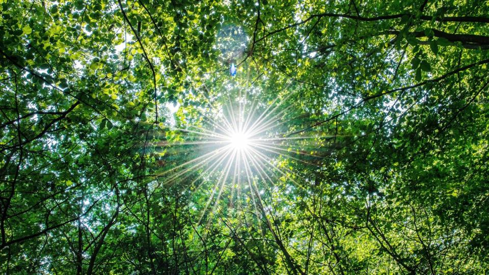 Die Sonne scheint in einem Wald. Bäume verlieren bei großer Hitze häufig plötzlich Äste. Foto: Guido Kirchner