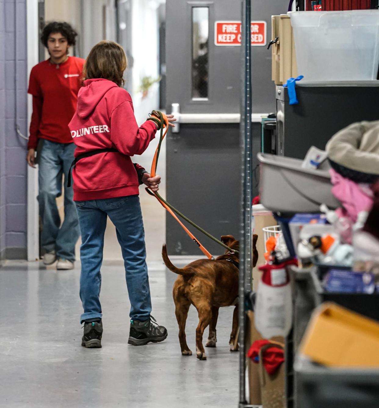 Volunteers walk dogs at IndyHumane on Thursday, March 7, 2024, in Indianapolis.