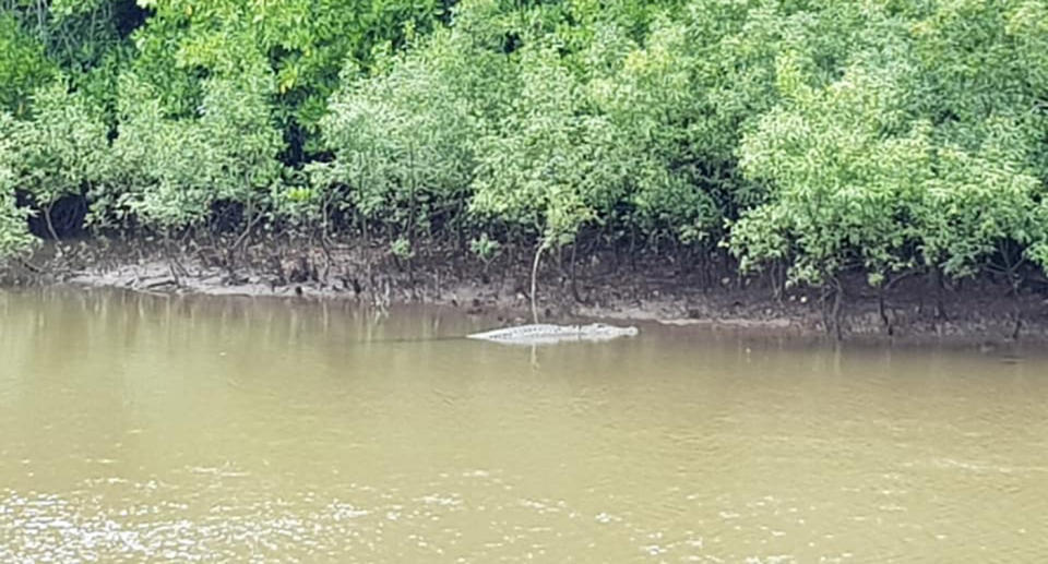 Images of the crocodile spotted in Cairns were shared online over the weekend. Source: <span class="_1ogo">James William/ Facebook</span><br>