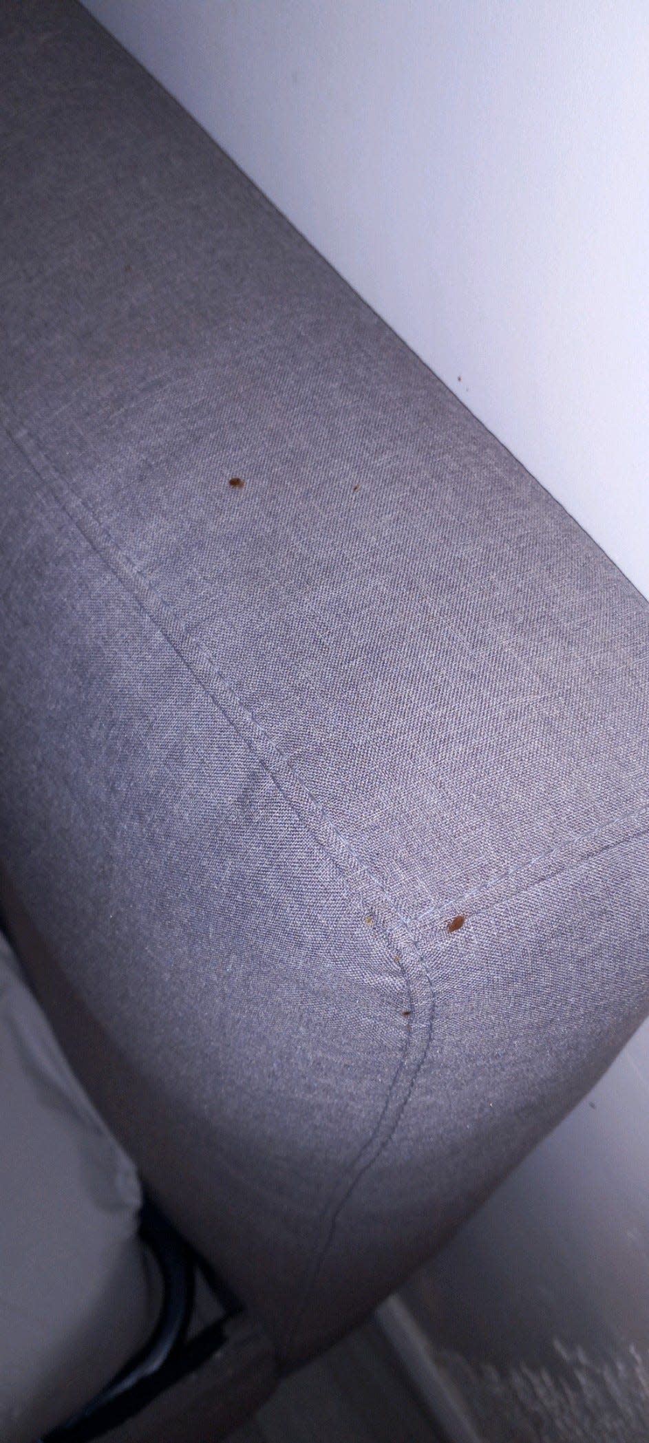 A picture of the headboard at the Airbnb that Andrew Forcier rented in Montreal in May 2023. Two bed bugs are visible.