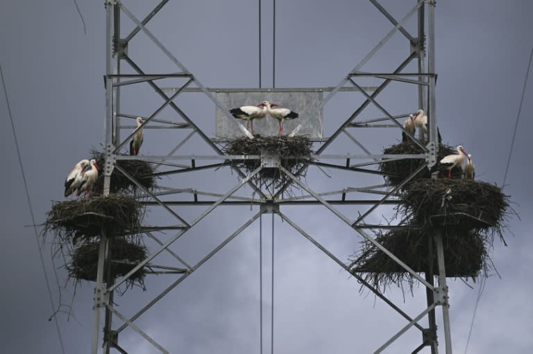 Some electricity pylons in Portugal host dozens of white stork nests (PATRICIA DE MELO MOREIRA)