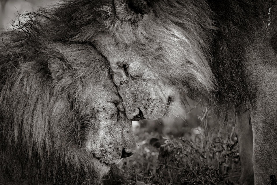 "These two adult males, probably brothers, greeted and rubbed faces for 30 seconds before settling down. Most people never have the opportunity to witness such animal sentience, and David was honored to have experienced and captured such a moment. The picture was taken in Ndutu, Serengeti, Tanzania."