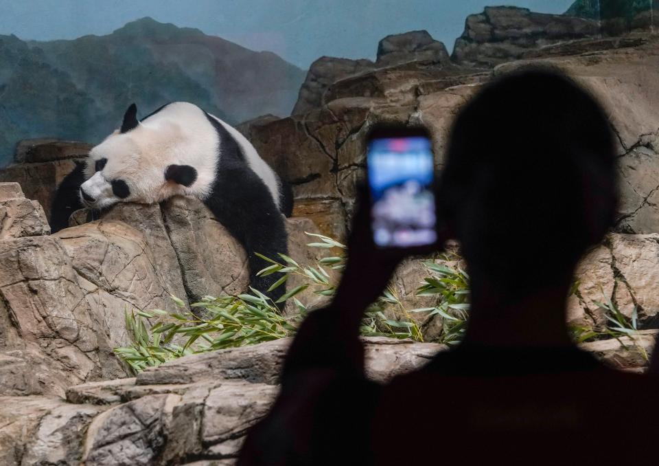 Giant Panda Mei Xiang, 22 years of age, relaxes as visitors make their return to the Smithsonian National Zoo on May 21, 2021 in Washington. The National Zoo reopened to the public for the first time since November 2020 due to the Covid-19 pandemic.
