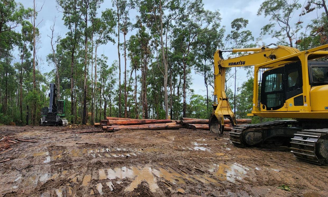 <span>Logging at Sheas Nob on the mid-north coast of New South Wales. Conservationists have criticised the state government over logging in the proposed Great Koala national park and other koala habitats. </span><span>Photograph: Mark Graham</span>