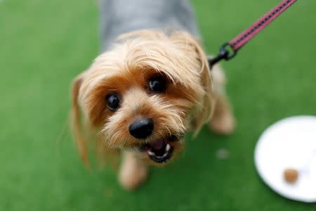 Chloe, a nine-year-old Yorkshire Terrier, looks into the camera after tasting a dog treat sample at Milo's Kitchen Treat Truck in San Francisco, California June 27, 2014. REUTERS/Stephen Lam