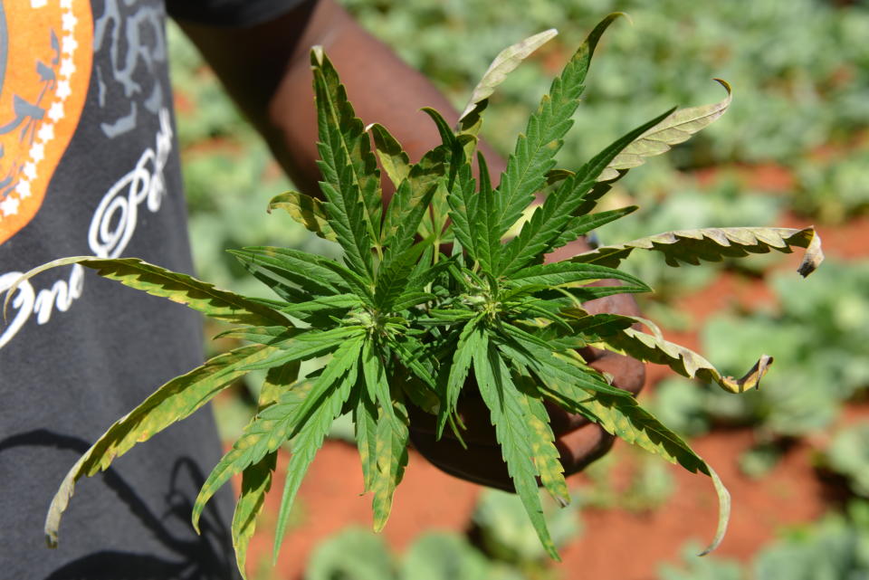 In this Aug. 29, 2013 photo, farmer Breezy shows off the distinctive leaves of a marijuana plant during a tour of his plantation in Jamaica's central mountain town of Nine Mile. While legalization drives have scored major victories in recent months in places like Colorado and Washington _ and the government of the South American nation of Uruguay is moving toward getting into the pot business itself _ the plant is still illegal in Jamaica, where it is known popularly as “ganja.” (AP Photo/David McFadden)