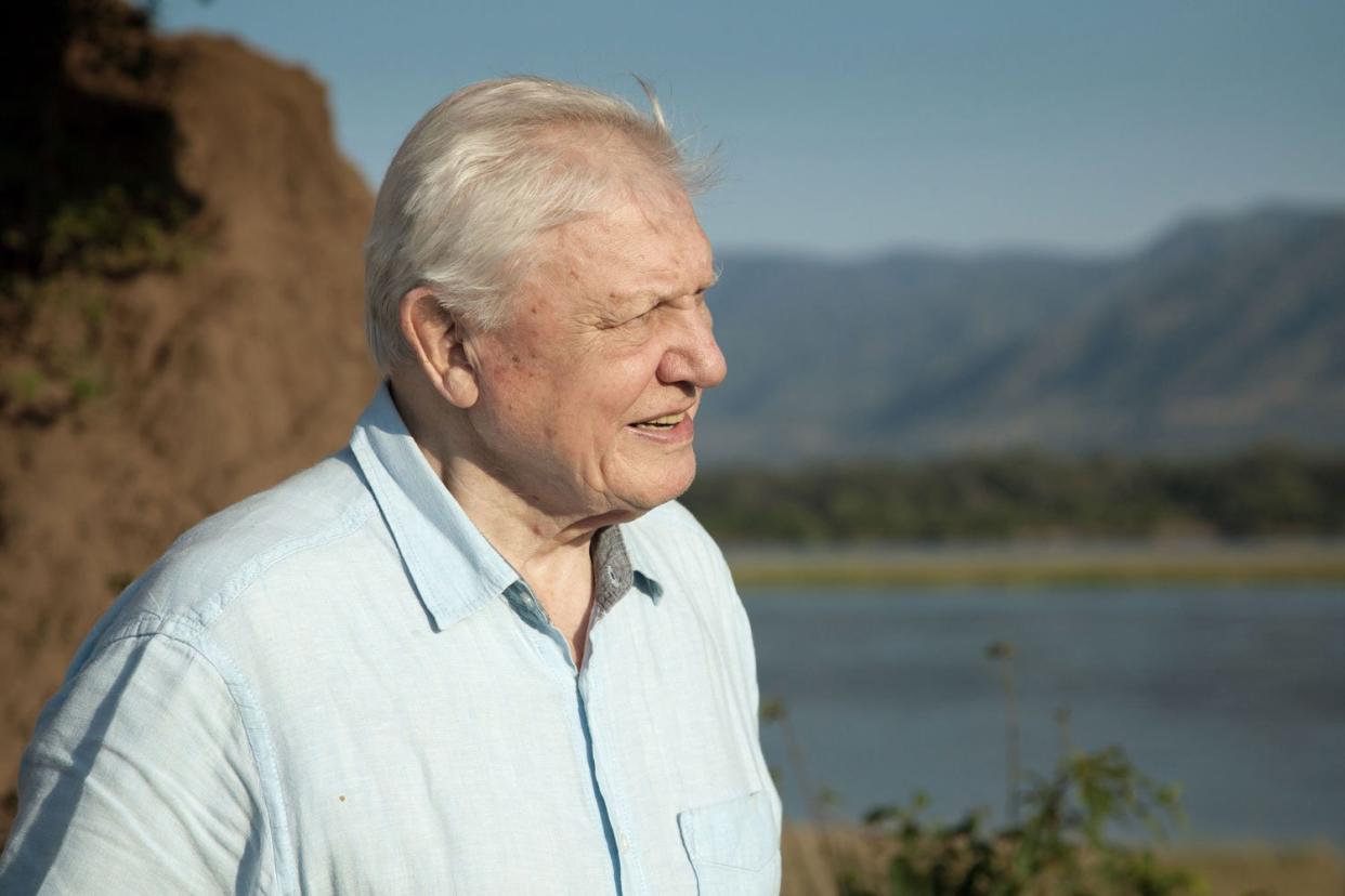 Number one: Sir David Attenborough is set to make a shock bid to be top of the tree at Christmas: BBC NHU/Nick Lyon