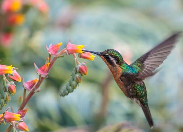 plants_attract_hummingbirds