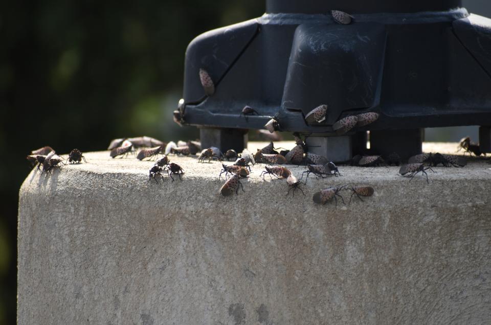 Spotted lanternflies seen Sept. 21 near Center Township, Pennsylvania.