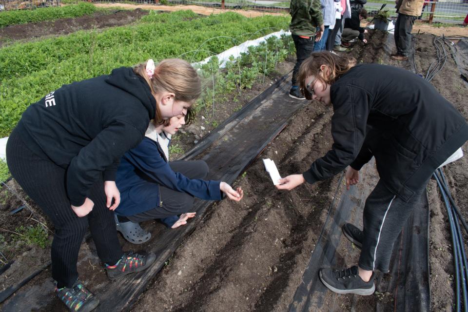 Salish Coast students plant beans. March 28, 2024. (Grace Deng/Washington State Standard)