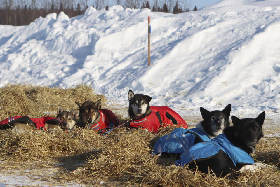 Christopher Parker's dogs rest in the McGrath, Alaska, checkpoint during the Iditarod Trail Sled Dog Race on Saturday, March 13, 2021. Parker scratched earlier in the race. (Zachariah Hughes/Anchorage Daily News via AP, Pool)