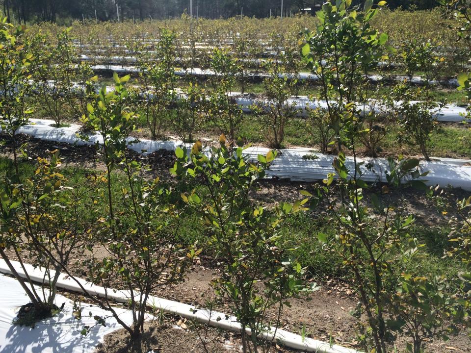 Jubilee Orchards is offering organic blueberry bushes for sale in 15-gallon pots.