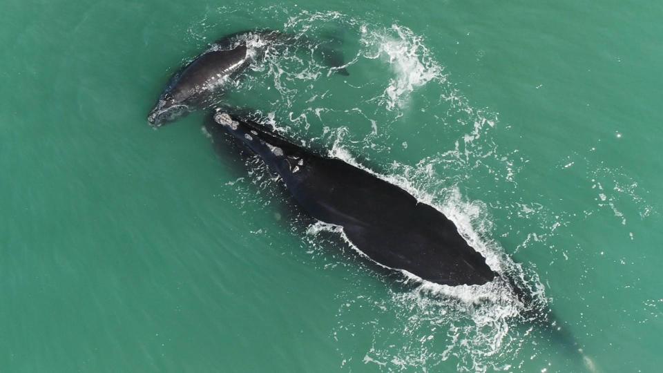 North Atlantic right whale Snowcone (#3560) and her calf in the Florida calving grounds, in a scene shot for the "Last of the Right Whales" documentary.
