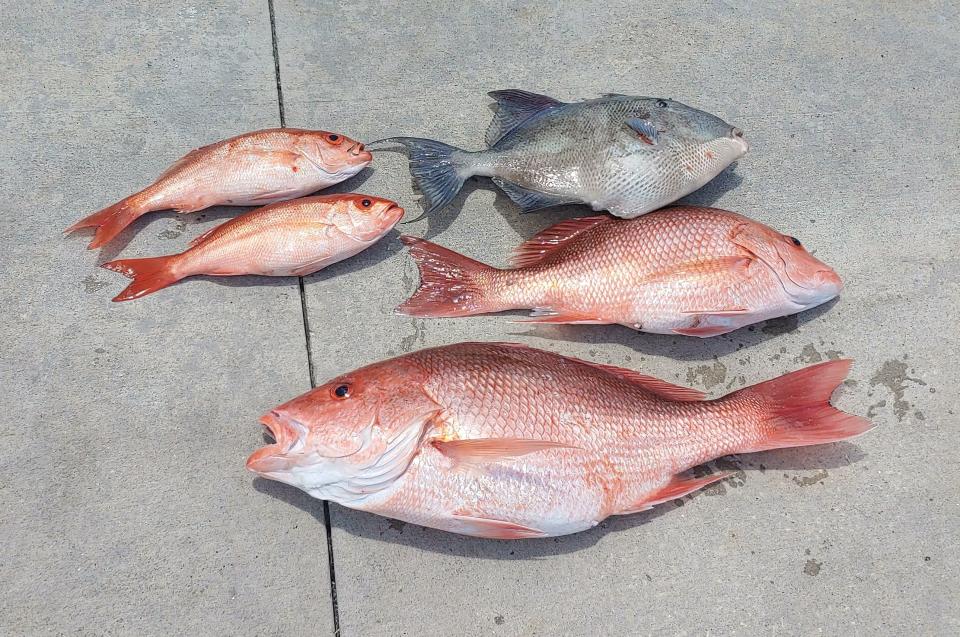 A pair of vermillion snapper, top left, and a good-sized red snapper on the bottom.