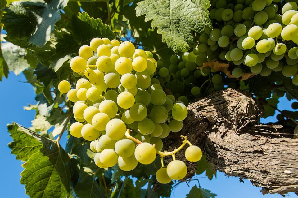 White wine grapes in vineyard on a sunny day. Palomino grapes species, where sherry is obtained.