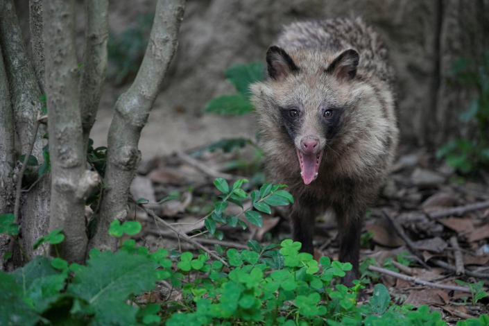 Un chien viverrin se dresse dans son enclos au zoo de Shanghai.