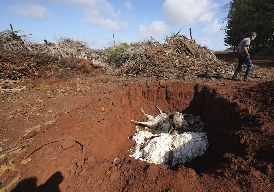 Resident Walter Ritte walks past dead axis deer in a large pit on Jan. 15, 2021 on the island of Molokai in Hawaii. Axis deer, a species native to India that were presented as a gift from Hong Kong to the king of Hawaii in 1868, have fed hunters and their families on the rural island of Molokai for generations. But for the community of about 7,500 people where self-sustainability is a way of life, the invasive deer are a cherished food source but also a danger to the island ecosystem. Now, the proliferation of the non-native deer and drought on Molokai have brought the problem into focus. Hundreds of deer have died from starvation, stretching thin the island's limited resources. (Cory Lum/Honolulu Civil Beat via AP)