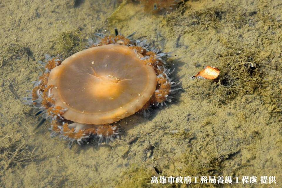 林園海洋濕地公園（圖片來源：高雄市政府工務局養護工程處）