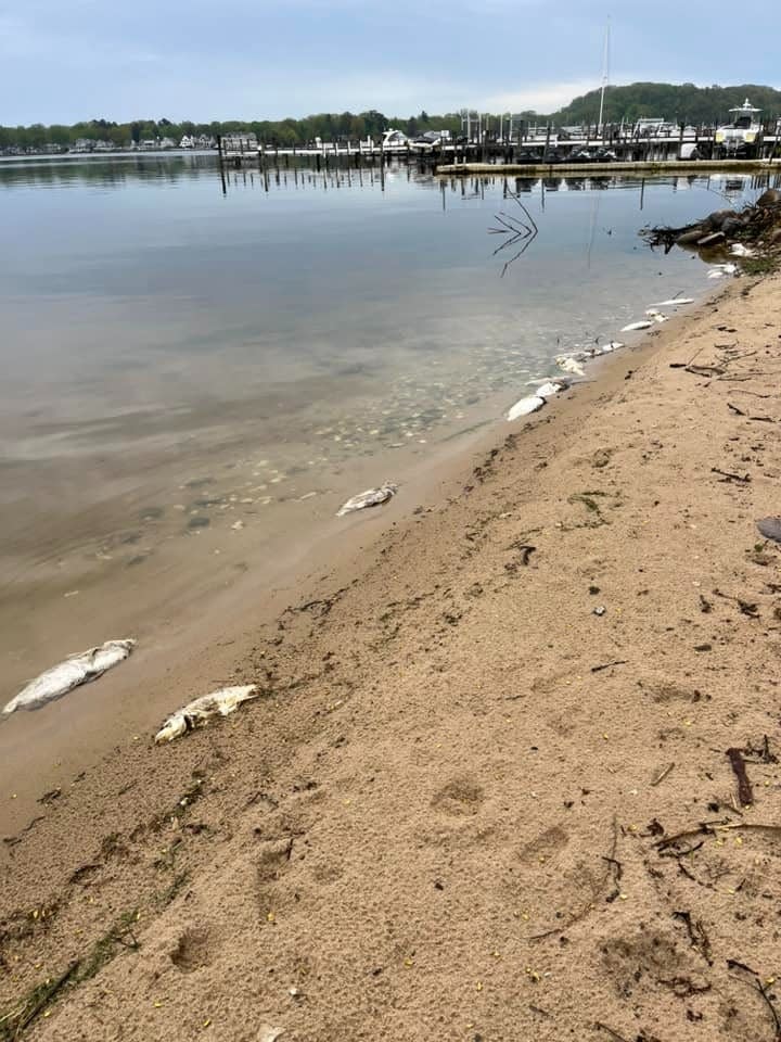 Dead fish line the shore of Lake Macatawa in Ottawa County in May.