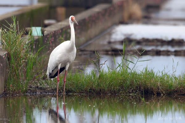 國際列為極危物種的西伯利亞白鶴在宜蘭現蹤，連日來吸引大批鳥友搶拍遭受干擾，縣府派專人現場勸導。 （相片擷取拍鳥俱樂部）