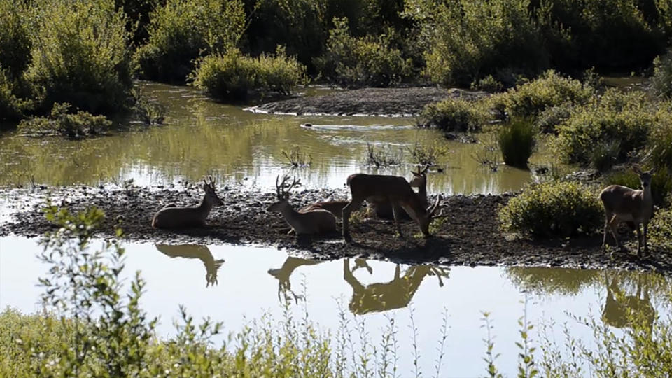 The land surrounding England's Knepp Castle had deteriorated from decades of farming, until the owners decided to let nature run her course.  / Credit: CBS News