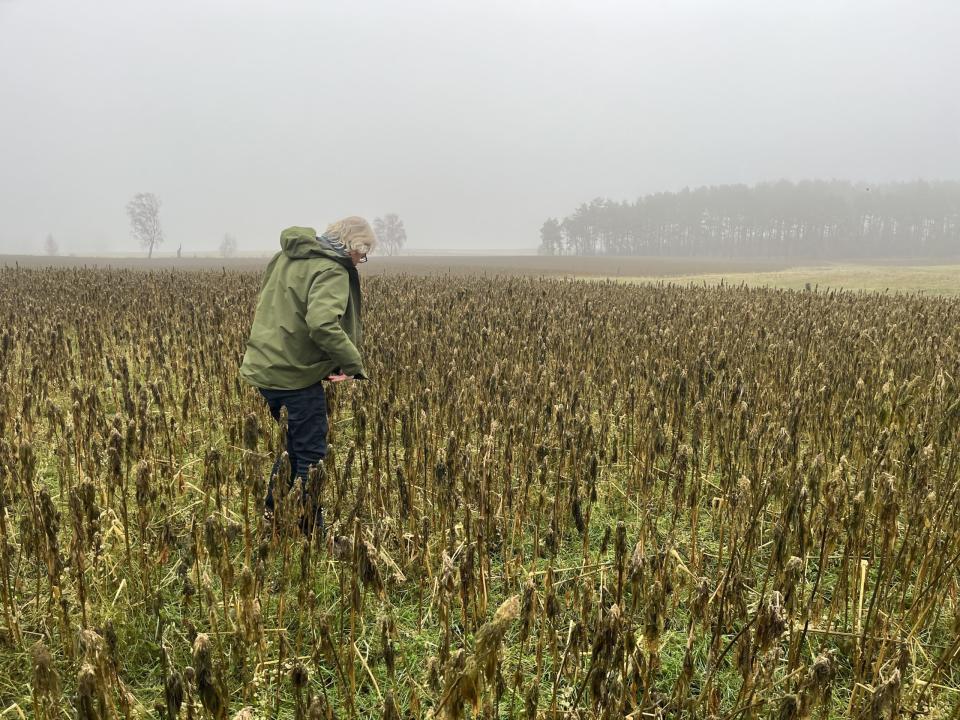 "Nach der Hauptfrucht im Jahr bauen wir auch Zwischenfrüchte an. Hanf ist als Zwischenfrucht geeignet und fördert die Bodenfruchtbarkeit. Wenn er im Herbst noch gut wächst, dann kann er im Februar als trockener Hanfstängel für Faser- und Schäbennutzung geerntet werden", sagt Schäkel Business Insider.  - Copyright: Christine van den Berg