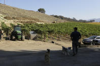 In this Wednesday, Nov. 6, 2019 photo, partner Bret Munselle of Munselle Vineyards stands with his dogs and looks out at the hillside where he lost about half of the young vines he had planted before a fire raged through the upper part of his ranch in Geyserville, Calif. It could have been much worse if mature vineyards were more appealing to fire. Water-rich vines and grapes planted in plowed rows don't offer them much fuel, he said. "My family has lived on this property for 130 years," Munselle said. "We've never seen it burn from the tops of mountains to the valley floor." (AP Photo/Eric Risberg)