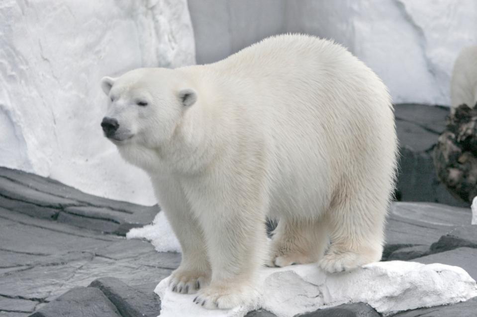 Ursus maritimus or commonly known as the polar bear